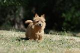 NORWICH TERRIER 048